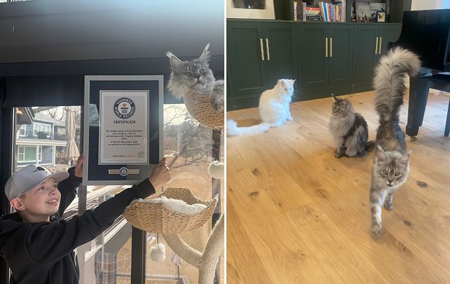 Кот Пагсли стал рекордсменом Книги Гиннесса благодаря своему хвосту (фото)