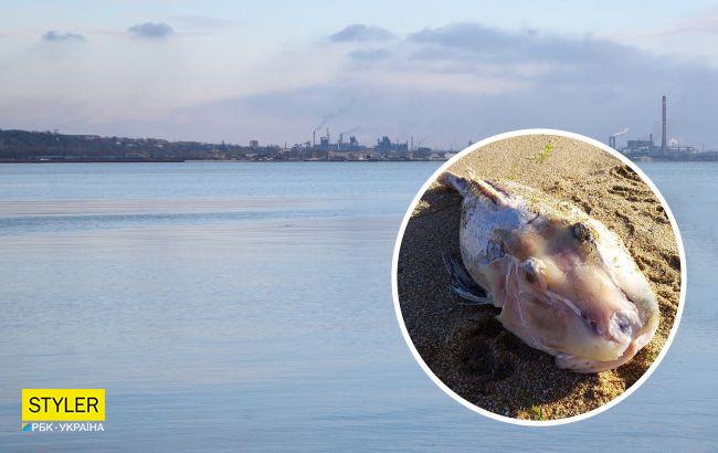 В Азовском море оккупанты погубили краснокнижный вид рыб