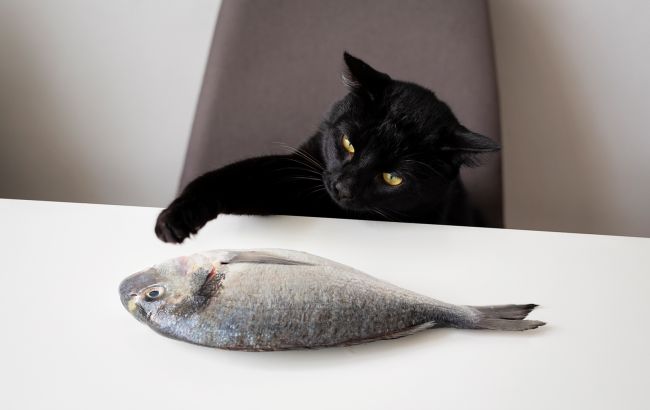 Можно ли кормить котов сырой рыбой: ответ вас удивит