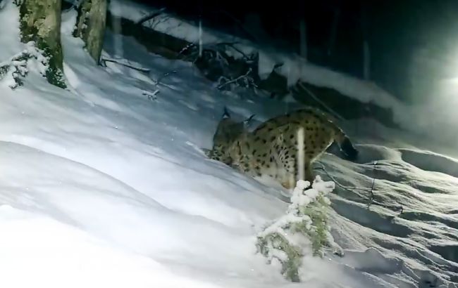 Рысь без границ: фотоловушки в Карпатах зафиксировали "гиперактивного" хищника