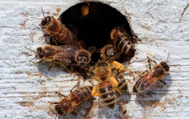 8 речей, які категорично не можна робити після укусу бджоли