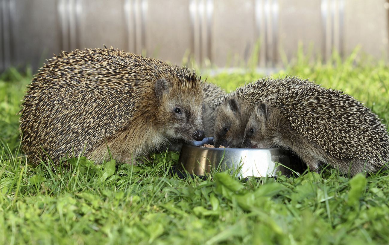 Не ласощі, а отрута: що категорично не можна давати їжакам і чим підгодувати їх правильно