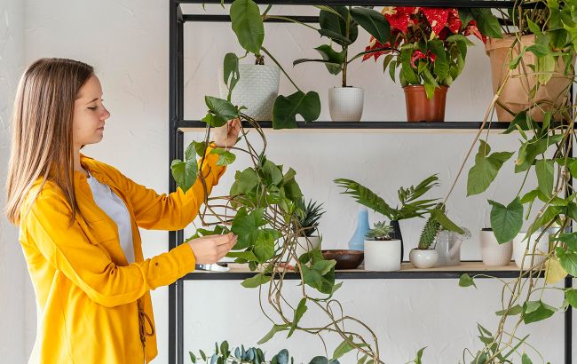 Пять растений, которые должны быть в каждом доме для улучшения самочувствия