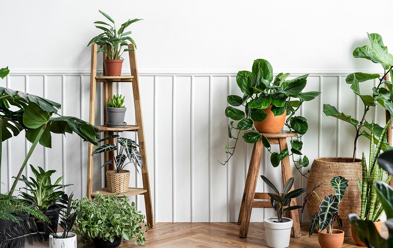 Как правильно удобрять комнатные растения: советы и рекомендации