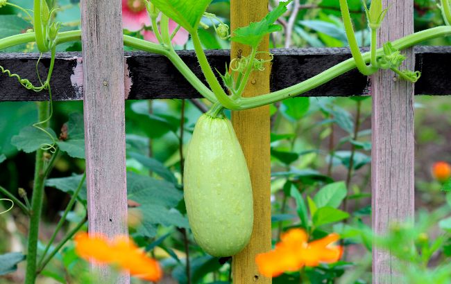 Чим підгодувати кабачки для великого врожаю: дієвий засіб