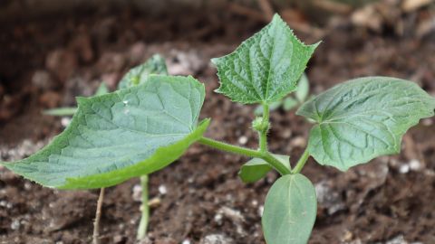 Удобрите огурцы этим средством и они сразу пойдут в рост, а потом завалят урожаем