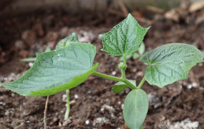 Як отримати дуже ранній врожай огірків: зберете вже у травні