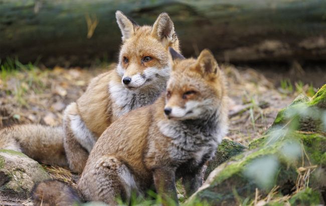 Не бояться людей: чому в українських містах дедалі частіше з&rsquo;являються лисиці