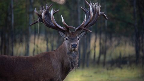 Руні більше немає. Кілер зухвало вбив знаменитого оленя з Книги рекордів України: всі деталі