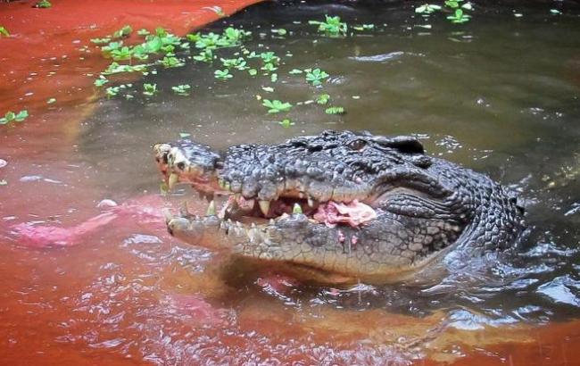 Крокодил з'їв російського туриста в Індонезії