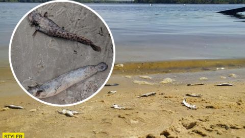 Экологическая катастрофа: в Днепре массово гибнет рыба (видео)