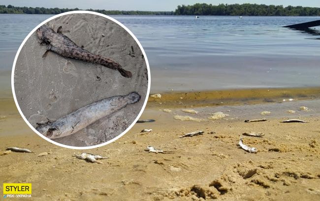 Екологічна катастрофа: у Дніпрі масово гине риба (відео)