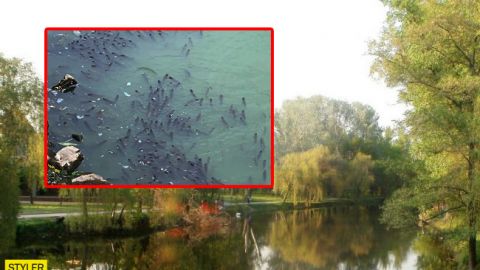 У центральному парку Запоріжжя екологічна катастрофа: сморід отруює повітря