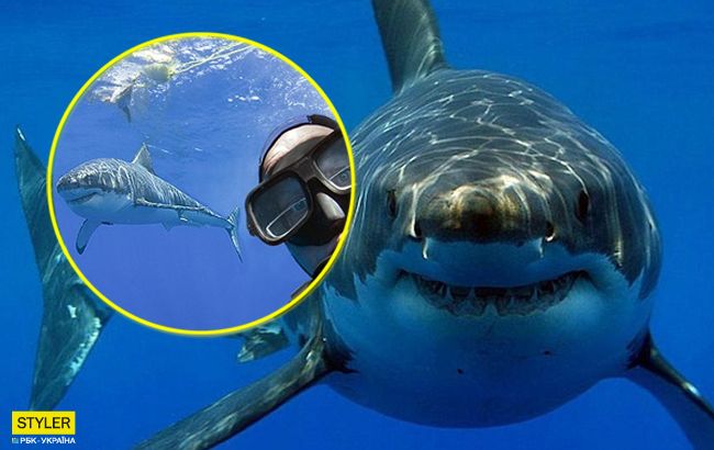 Захоплюючі фото: дайвери сфотографувалися з самою великою білою акулою