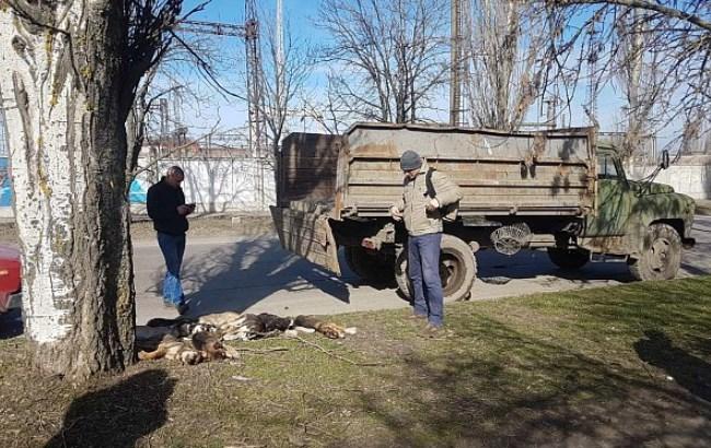 Догхантеры на охоте: в Бердянске выявили массовое убийство собак