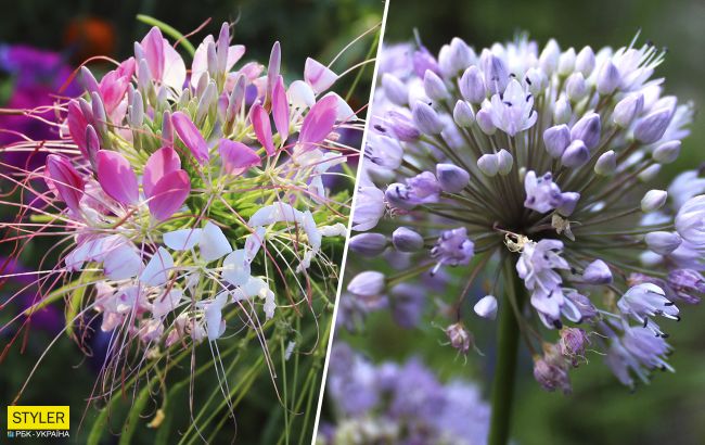 В киевском ботсаду началось роскошное цветение: завораживающие фото