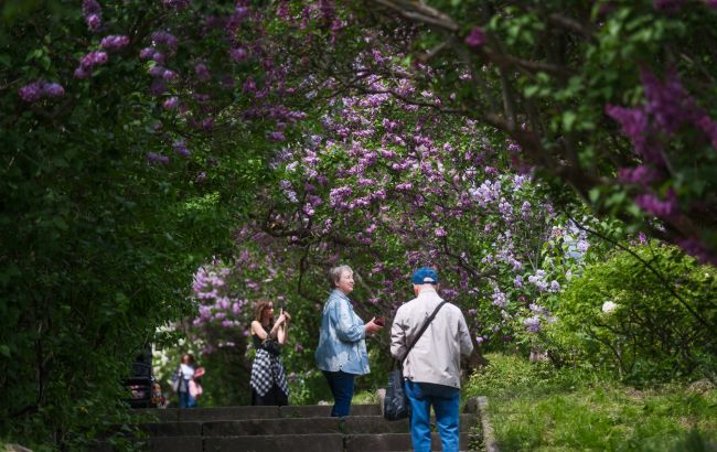 Бузкова алея старіє: чи залишиться Київ без улюбленого сирингарію