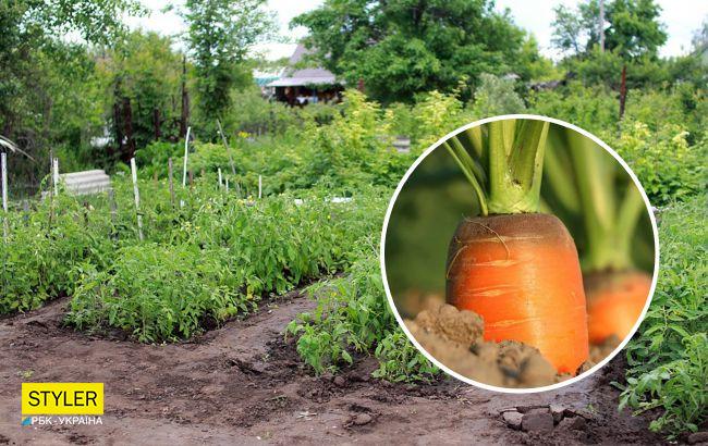 Эти культуры лучше всего сеять в апреле: урожай будет огромным!