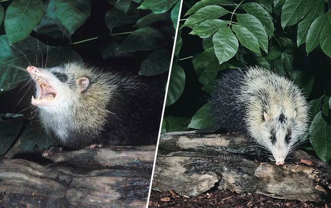 Животное или шутка? Кто такие гимнуры и почему почти никто о них не знает