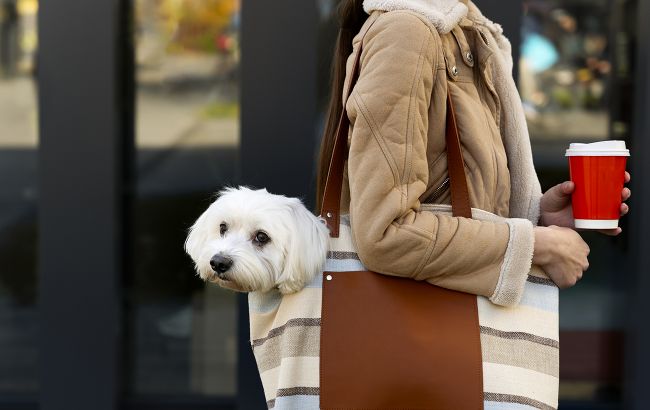 Українцям розповіли, чи можна заходити в магазин з собакою та іншими домашніми улюбленцями
