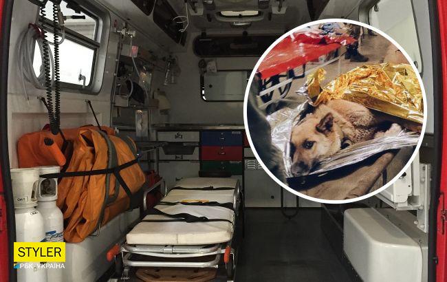 Зворушлива історія собаки Ади, врятованої військовим хірургом: в подяку лизнула лікарю руку