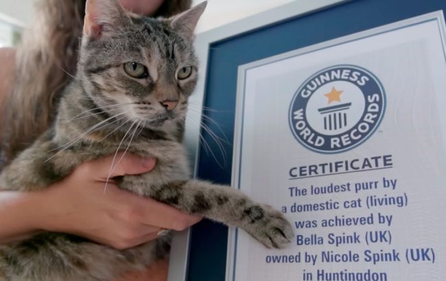 Перебиває звук навіть телевізора: кішка встановила рекорд з найгучнішого у світі мурчання