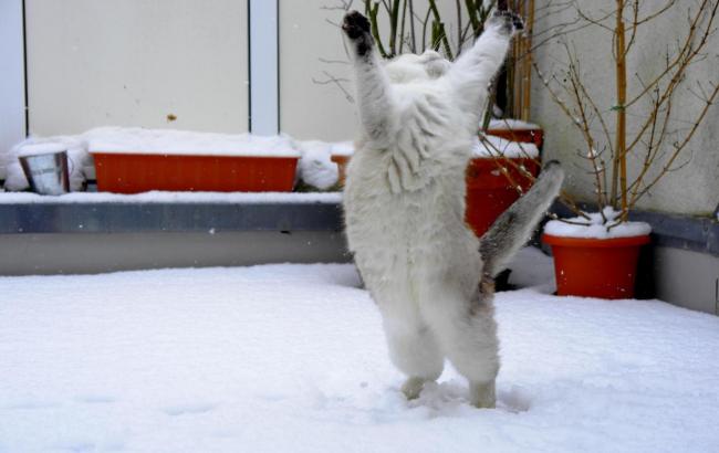 Погода на сегодня: в Украине снег с дождем, температура до +12