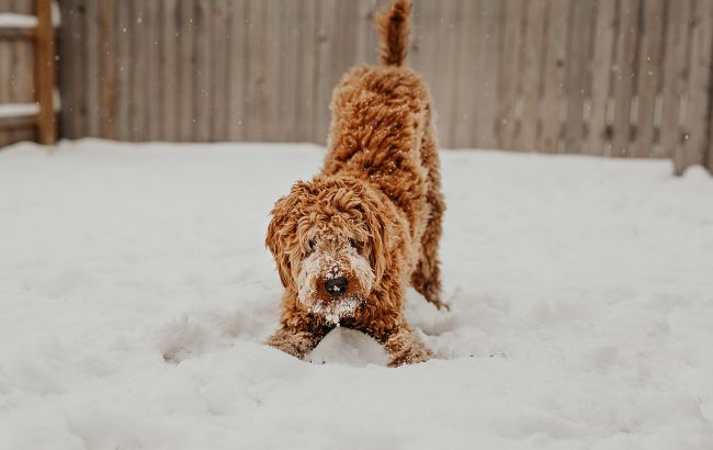 Почему собаки едят снег: ветеринар рассказала об опасности