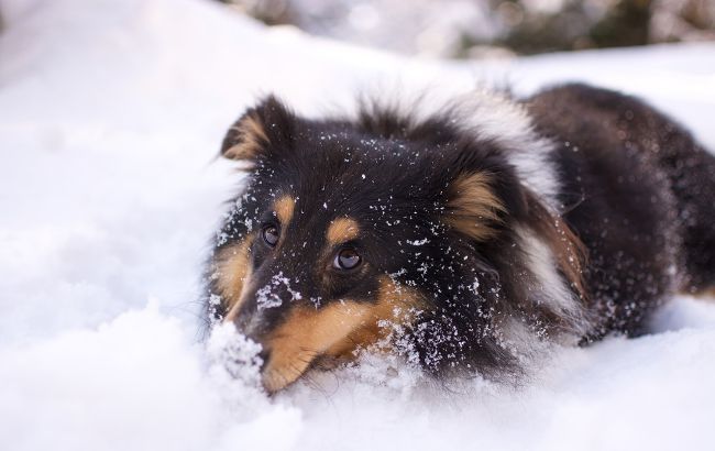 Що важливо зробити домашнім тваринам взимку: це допоможе легше пережити морози
