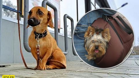 В Україні масово викрадають собак: названа причина (відео)