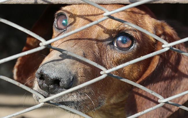 "Мерзенні тварюки": у миколаївському "Центрі захисту тварин" вбили більше 100 собак (відео)