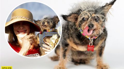 Выбрана самая уродливая собака года (фото)