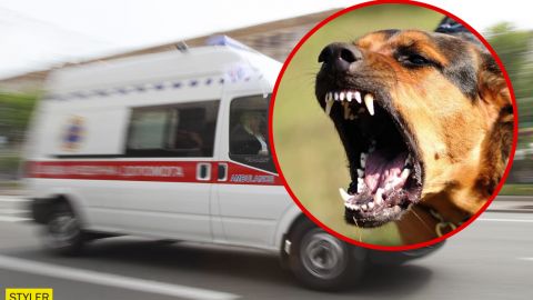 Под Донецком две собаки выбежали на улицу и загрызли мужчину: хозяин разводит руками