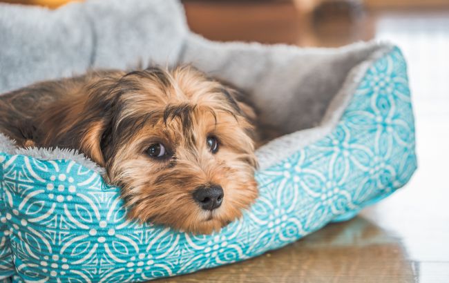 Вчені розкрили секрет собачого довголіття: названо ключові фактори