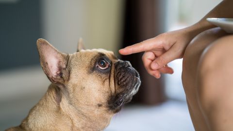 7 пород собак, которых вы вряд ли сможете научить выполнять команды