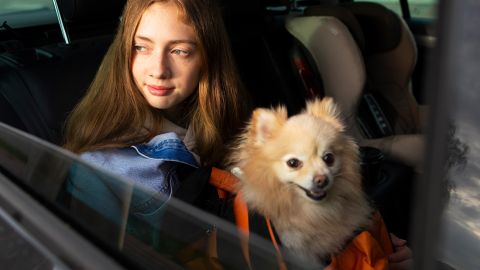 Идеальные спутники: породы собак, с которыми легче всего путешествовать