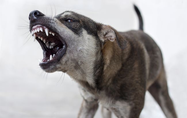 Кинолог назвал 3 породы собак, которые нельзя заводить новичкам