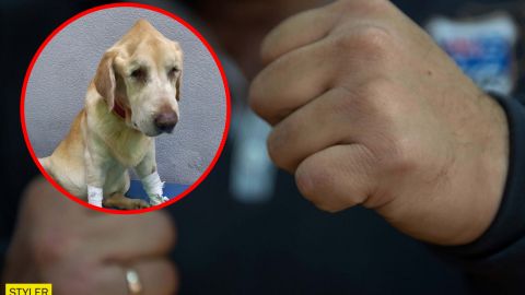 В Запорожье мужчина выбил собаке оба глаза, но она продолжала любить хозяина