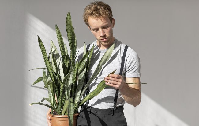 Эти три натуральных удобрения помогут вашим вазонам стать пышными и красивыми