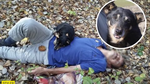 Закарпатський пес отримав звання "Герой року": він здійснив неймовірне!