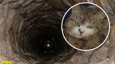 Під Харковом діти врятували кота, який два тижні просидів у глибокій криниці (відео)