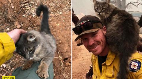 Пожежі в Каліфорнії: мережу розчулила подяка врятованого кота