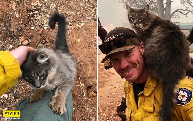 Пожежі в Каліфорнії: мережу розчулила подяка врятованого кота