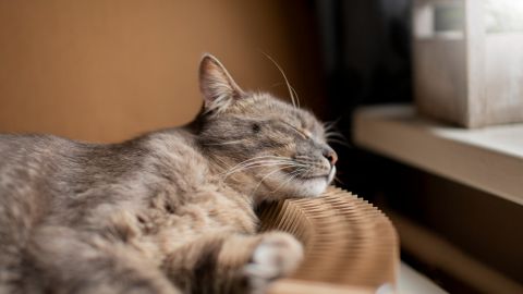 Как спят кошки: 5 распространенных поз и что они значат