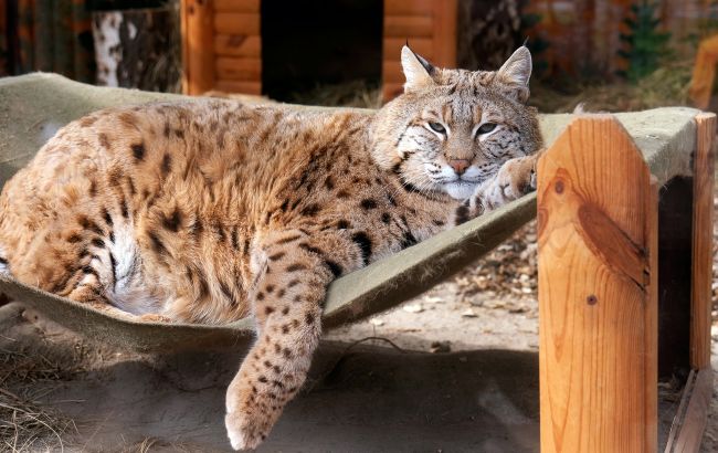 Рысь Степан готовится к пляжному сезону: как живется звезде мемов в зоопарке Киева (фото)