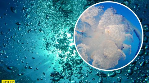 В глубинах океана нашли гигантское существо с 8-метровыми щупальцами (видео)