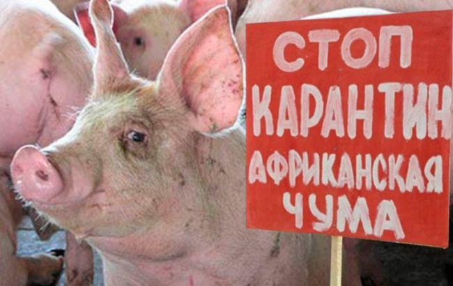 У Криму в зв'язку зі спалахом африканської чуми свиней введено режим НС