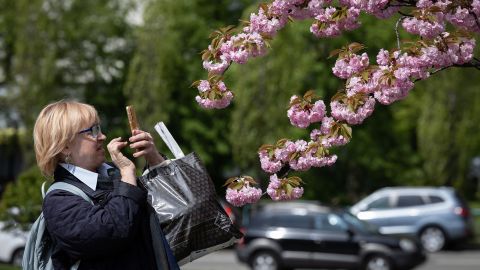 В Киеве расцветают сакуры и магнолии: где их можно увидеть (фото)