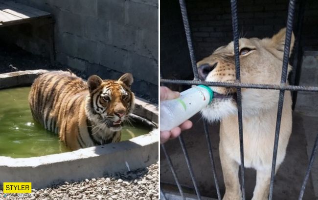 В Україні продають за тисячу гривень тигра і лева: "в хороші руки"
