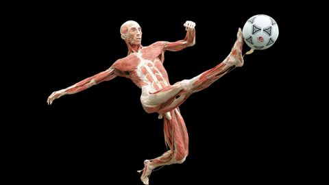 Шокирующая выставка тел остается в Киеве и устраивает "Ночь в музее"